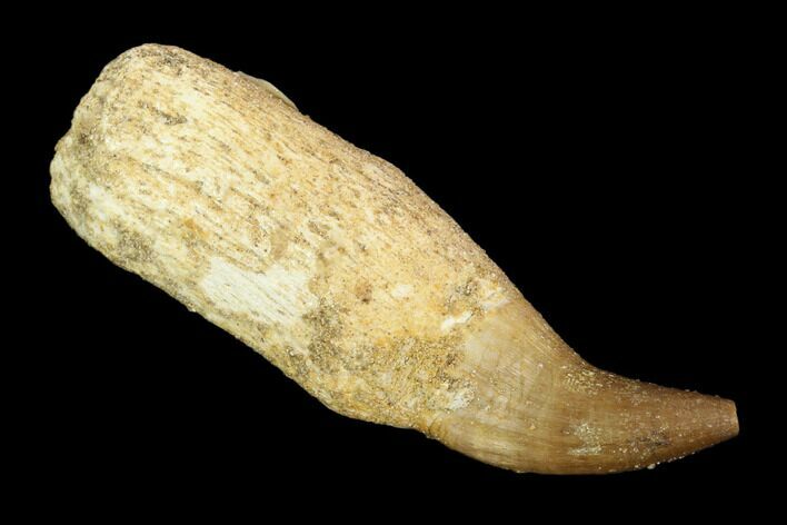 Fossil Rooted Mosasaur (Halisaurus) Tooth - Morocco #117023